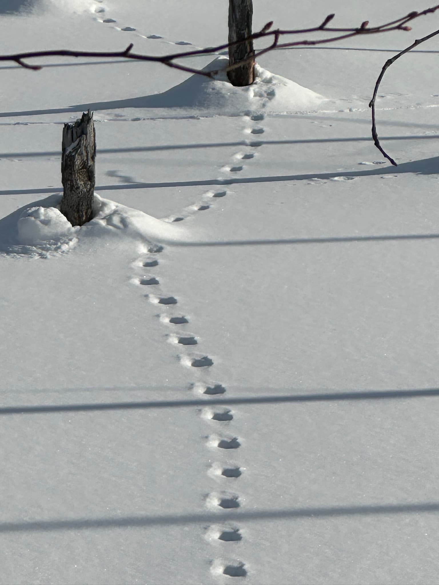 Animal tracks in fresh snow